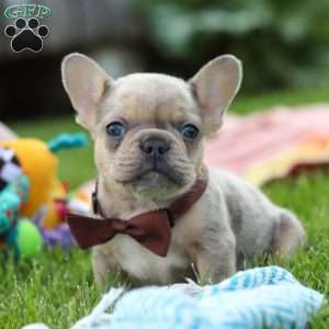 Ike, French Bulldog Puppy